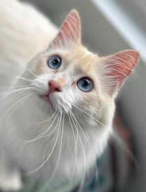 Enlarge Paisley, a Adopted Siamese in Dripping Springs, TX image 2/3