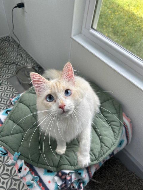 Enlarge Paisley, a Adopted Siamese in Dripping Springs, TX image 3/3