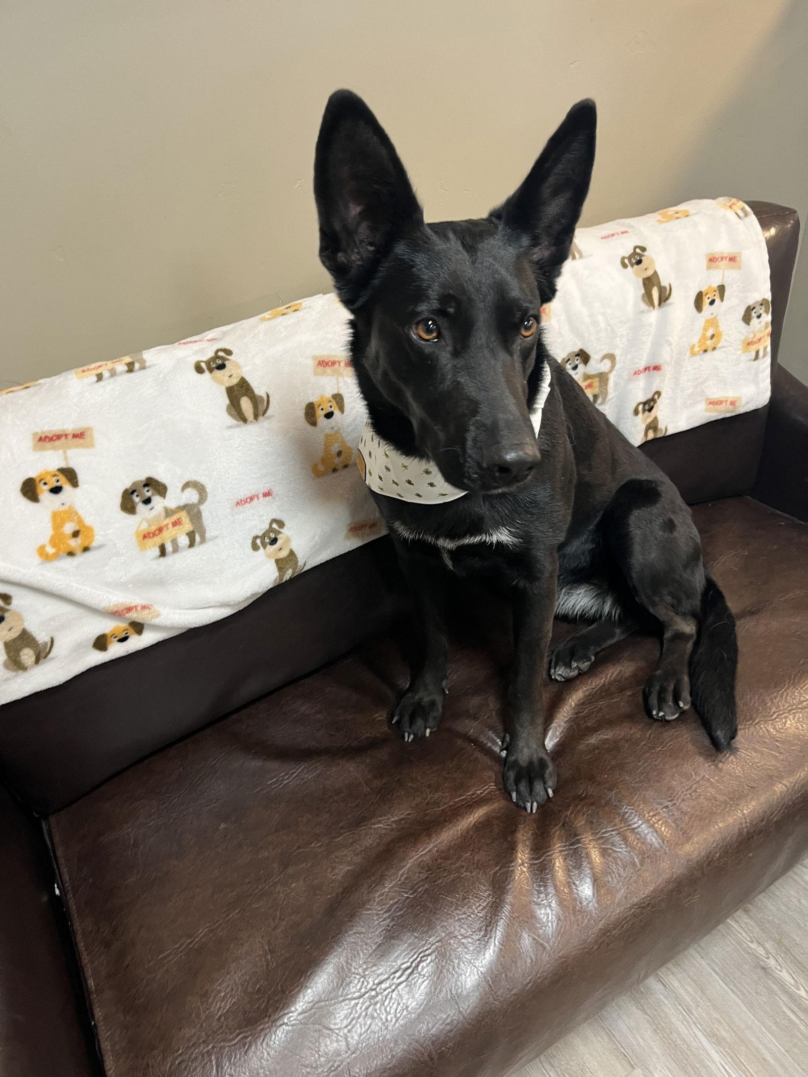 Winnie, Adoptable, Young Female Shepherd.