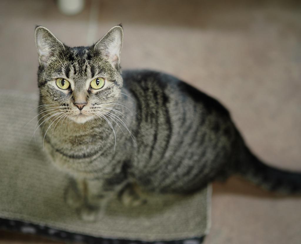 Enlarge Toots, a Adoptable mixed breed in Cincinnati, OH image 1/6