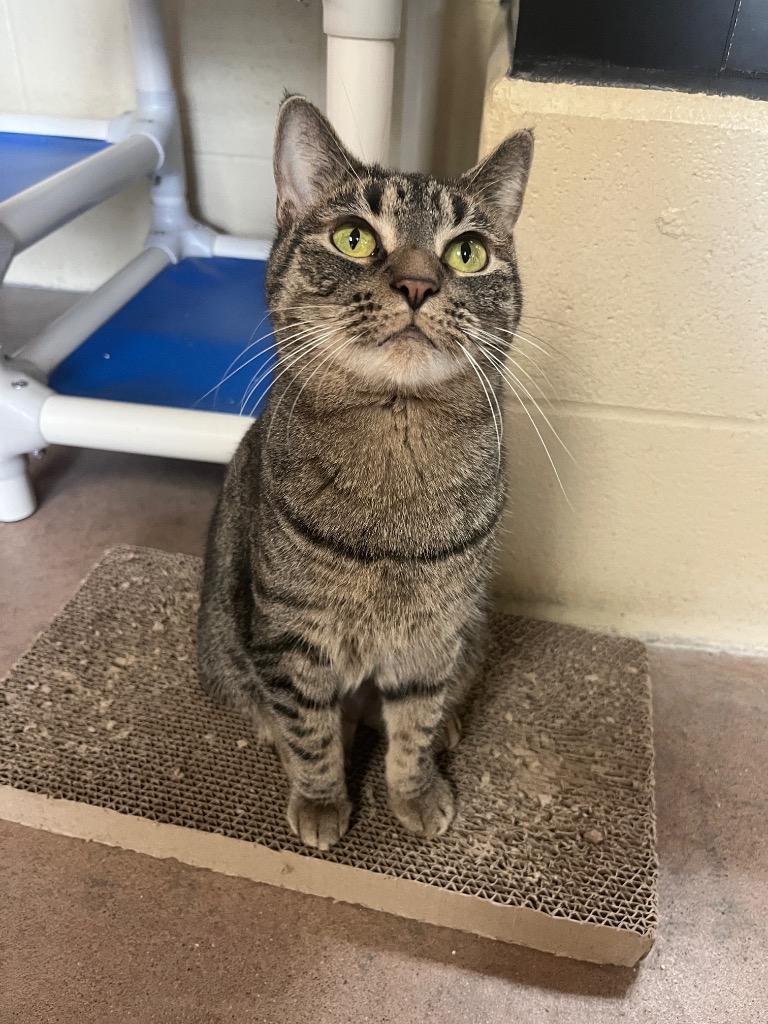 Enlarge Toots, a Adoptable mixed breed in Cincinnati, OH image 2/6