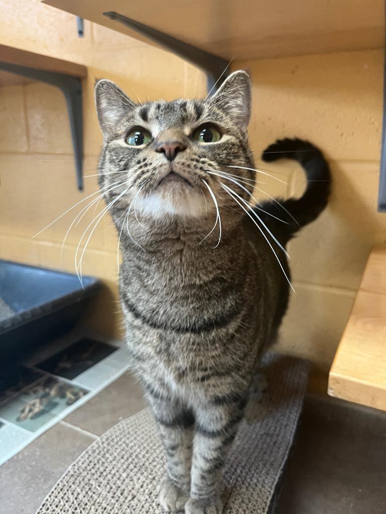 Enlarge Toots, a Adoptable mixed breed in Cincinnati, OH image 3/6