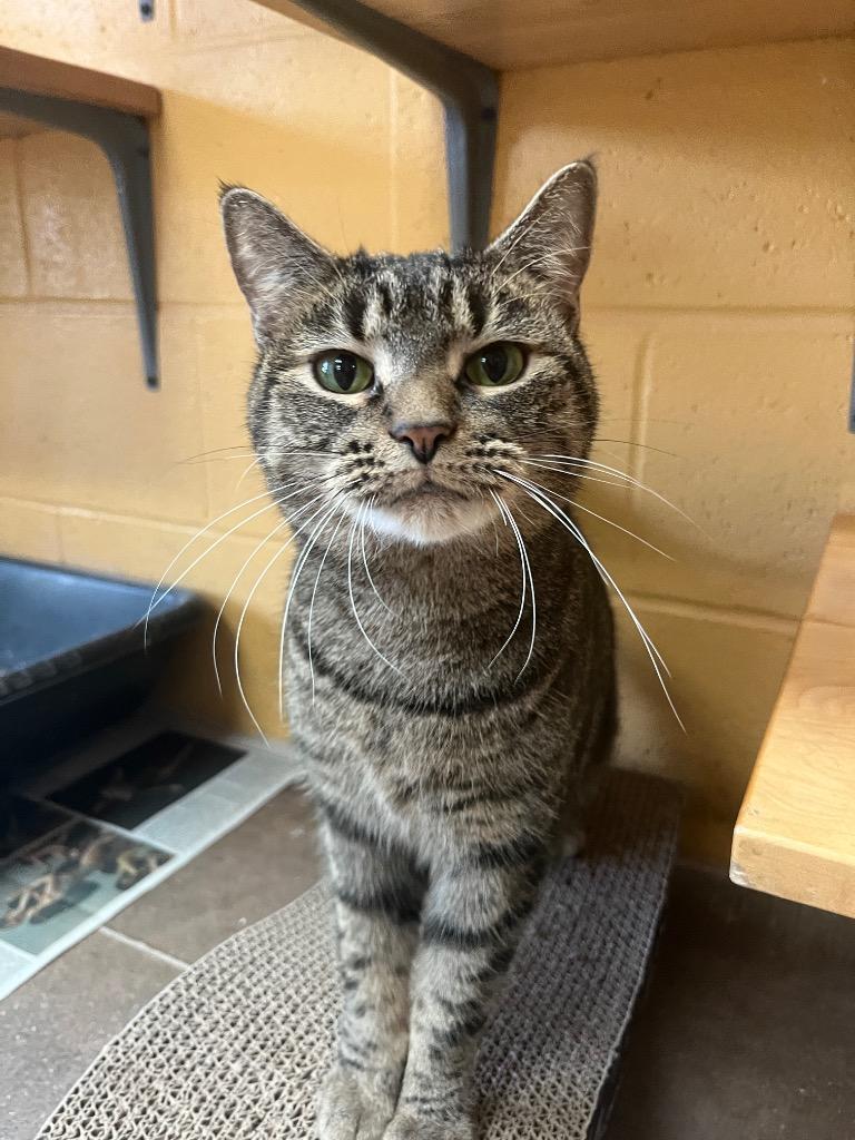 Enlarge Toots, a Adoptable mixed breed in Cincinnati, OH image 4/6