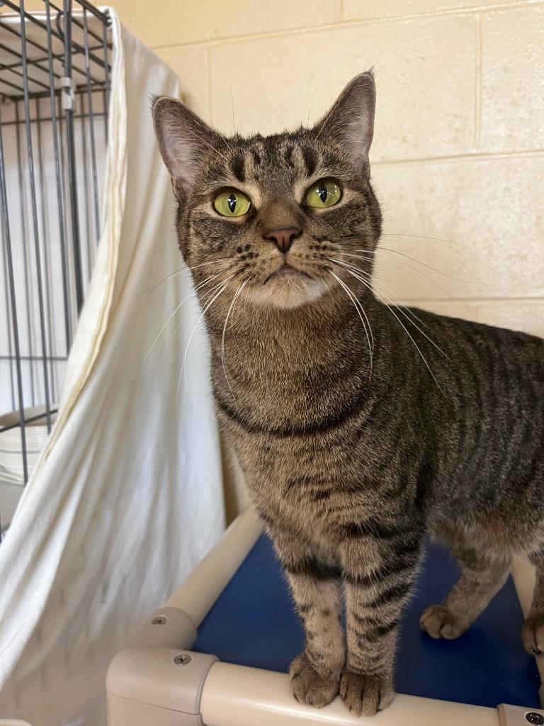 Enlarge Toots, a Adoptable mixed breed in Cincinnati, OH image 5/6