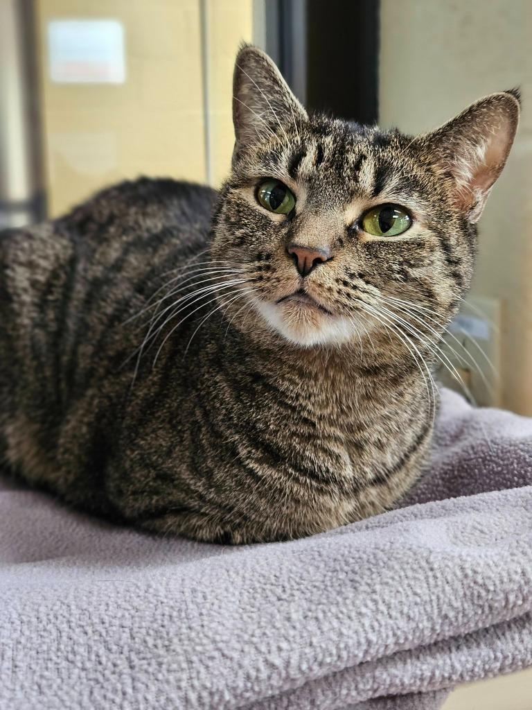 Enlarge Toots, a Adoptable mixed breed in Cincinnati, OH image 6/6