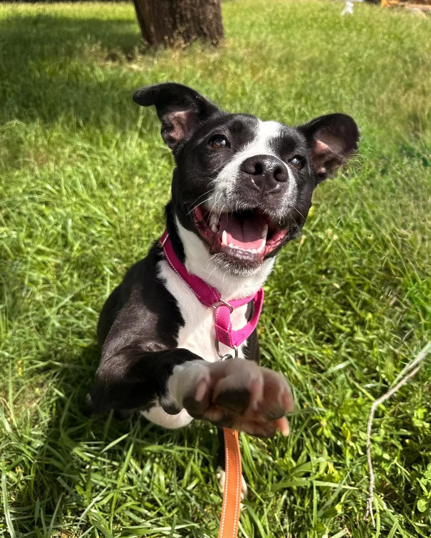 Sara, a Adoptable mixed breed in Huntsville, AL image 4/6
