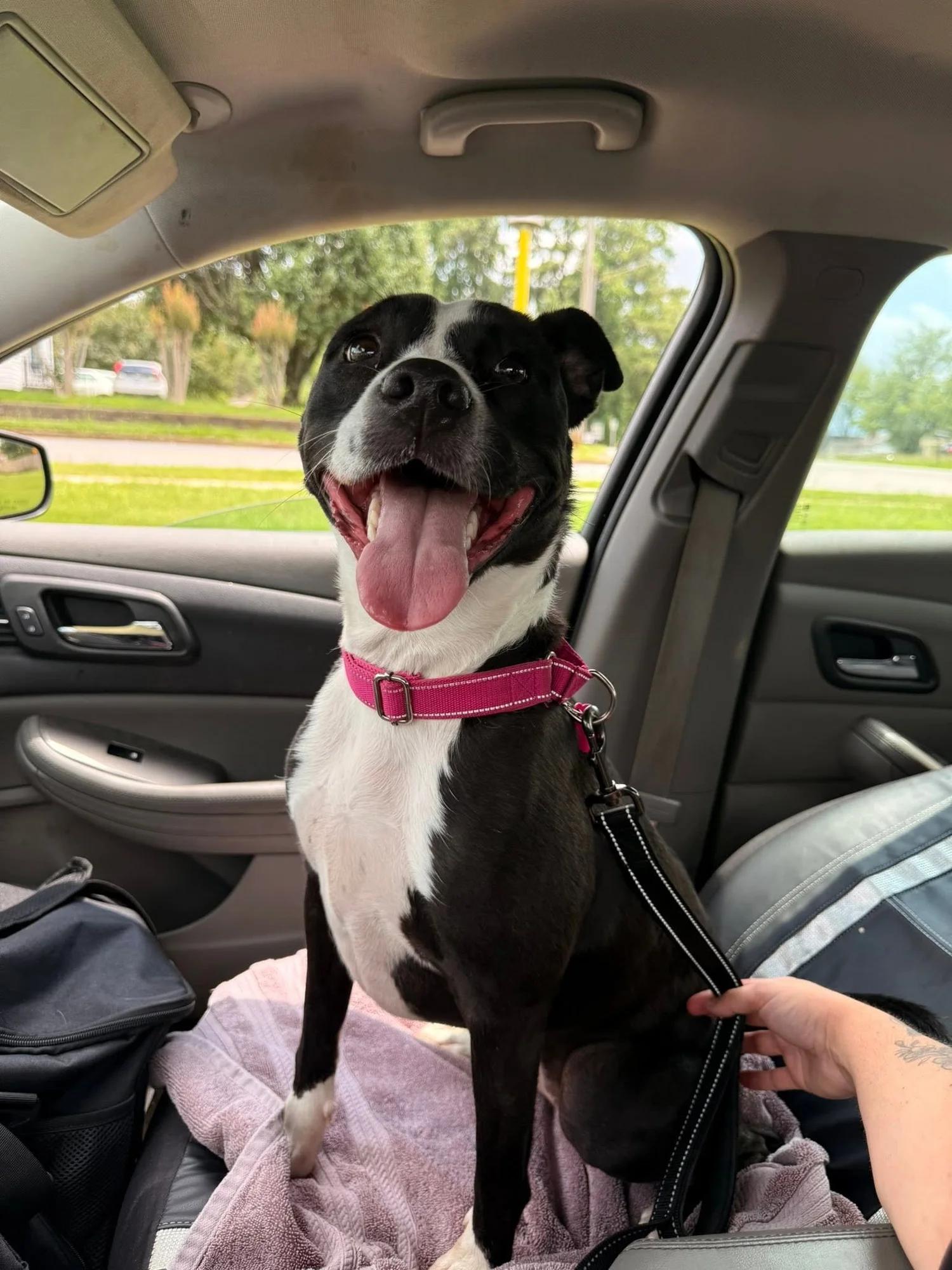 Sara, a Adoptable mixed breed in Huntsville, AL image 3/6