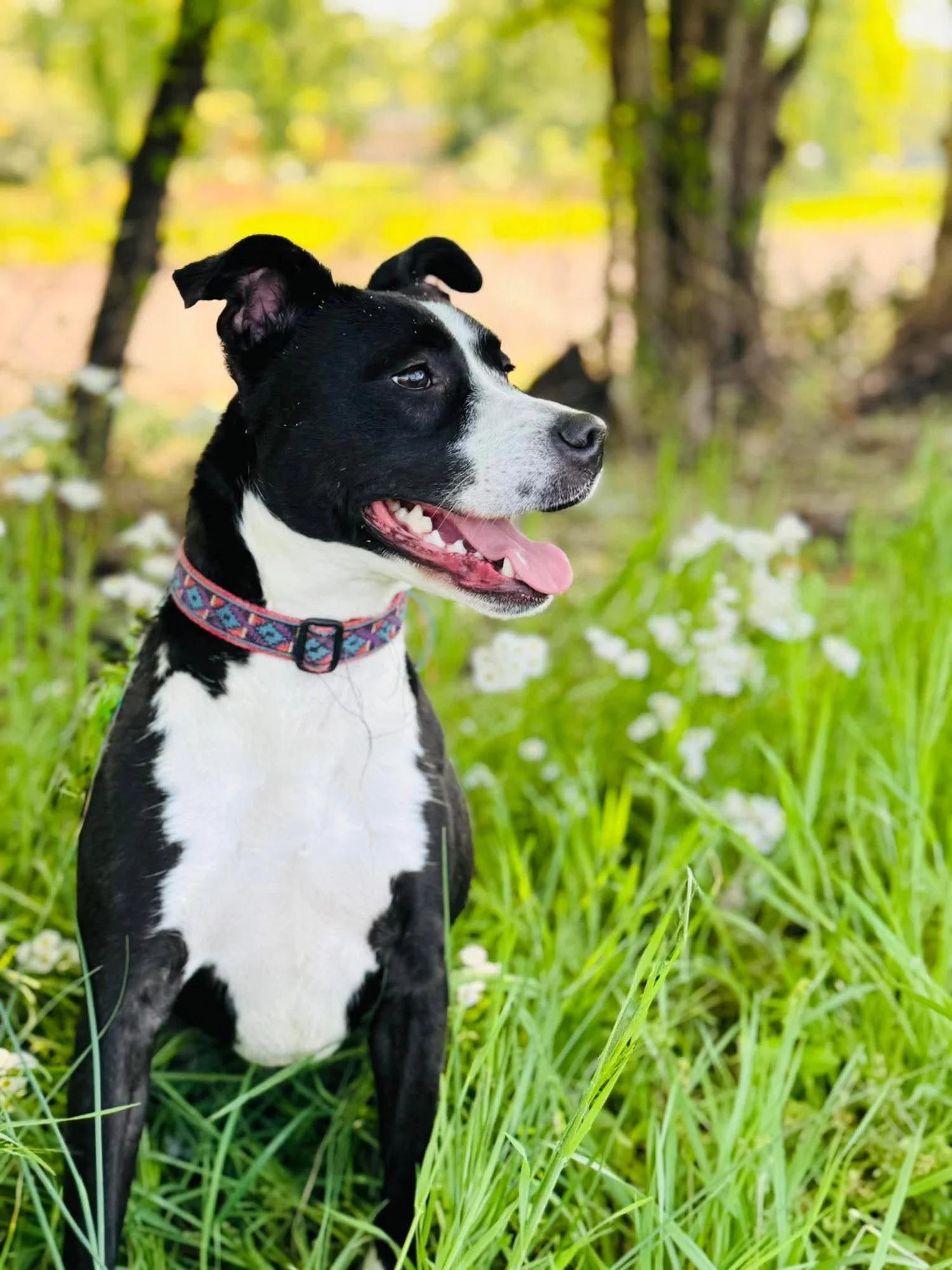Sara, a Adoptable mixed breed in Huntsville, AL image 2/6