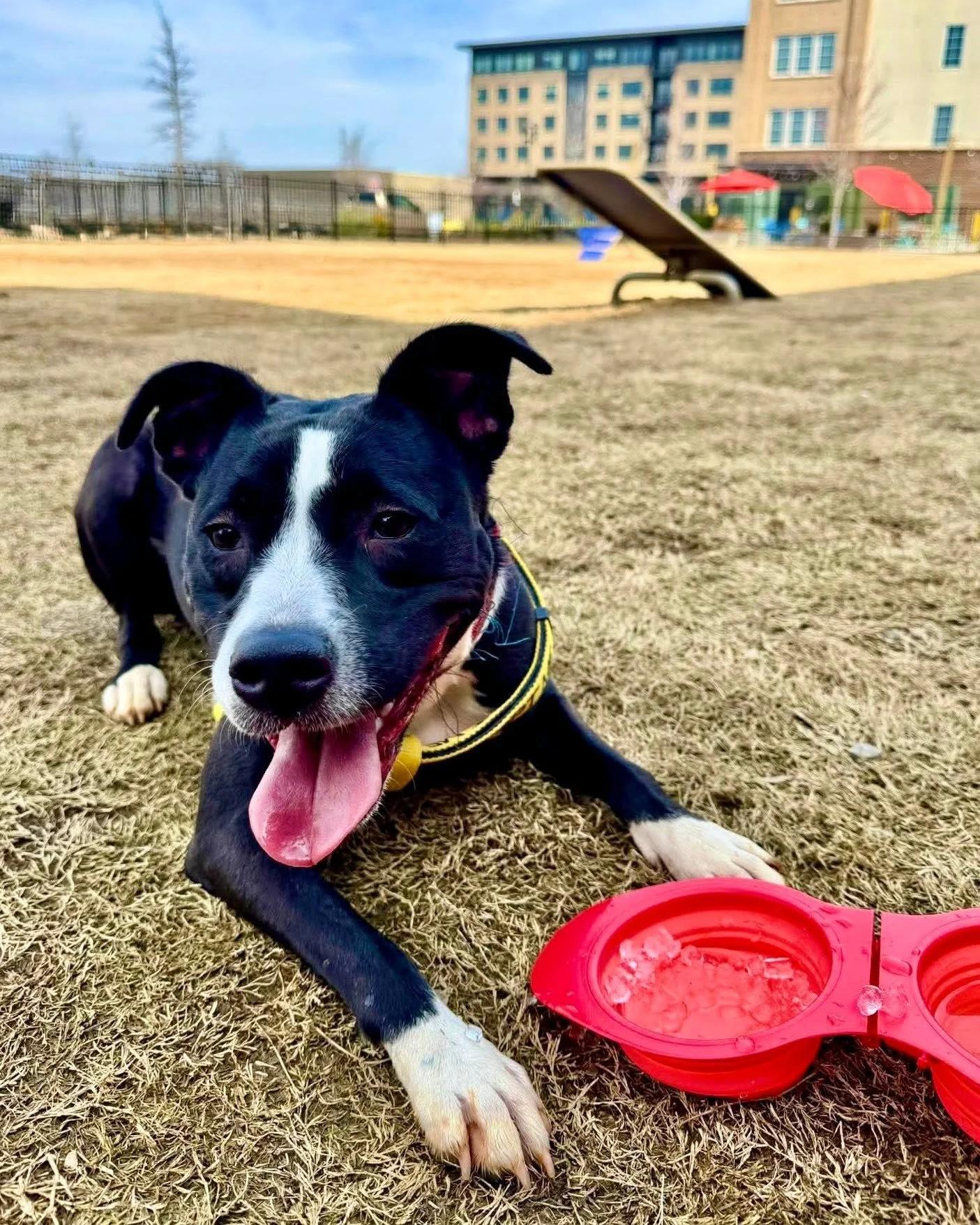 Sara, a Adoptable mixed breed in Huntsville, AL image 5/6