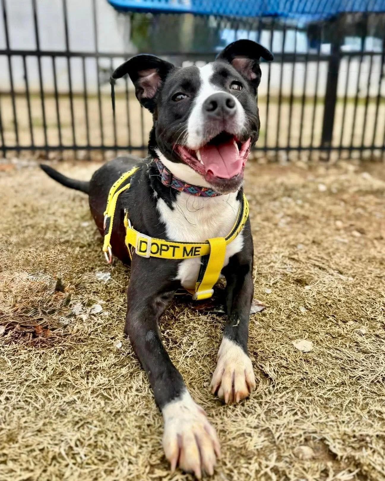 Sara, Adoptable, Adult Female Mixed Breed.