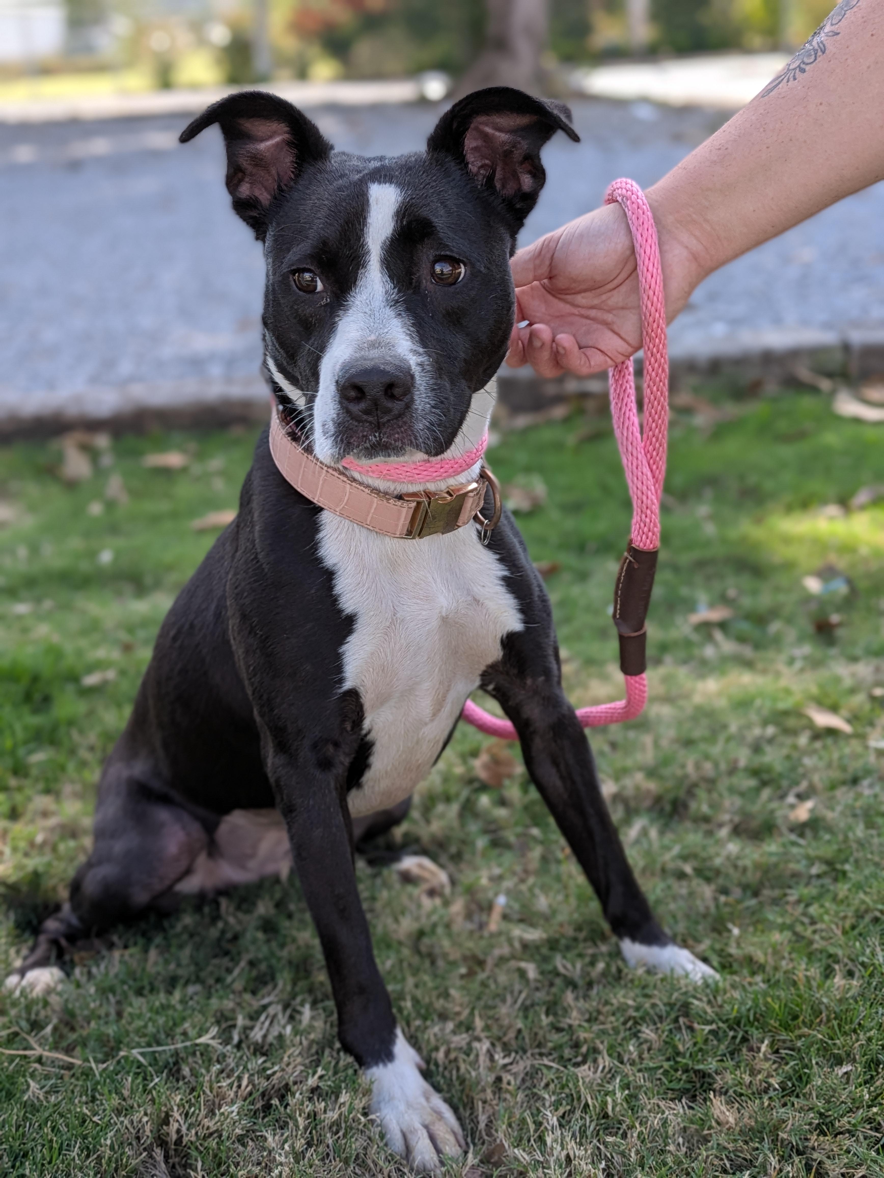 Enlarge Sara, a Adoptable Mixed Breed in Huntsville, AL image 1/2