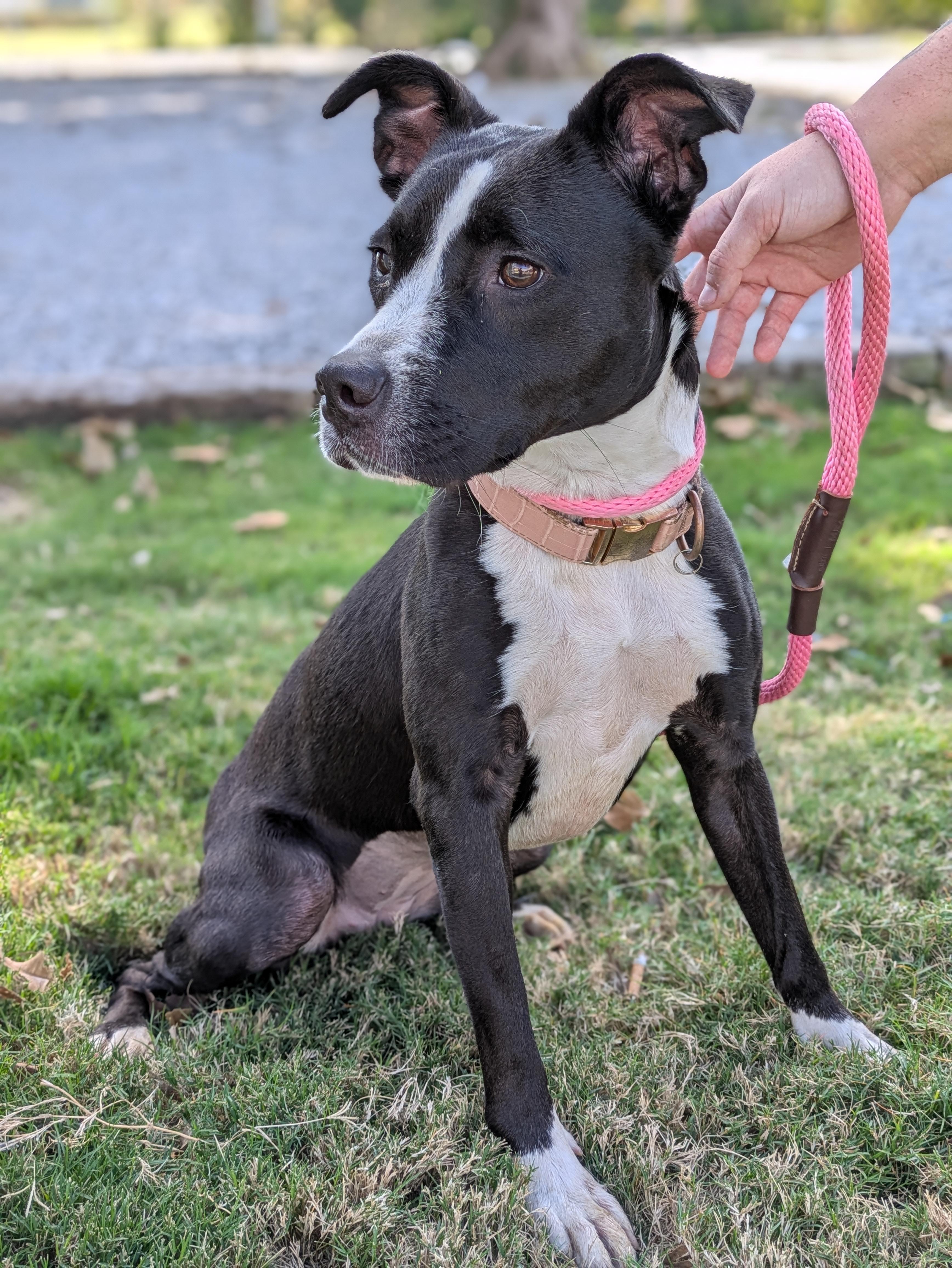 Enlarge Sara, a Adoptable Mixed Breed in Huntsville, AL image 2/2