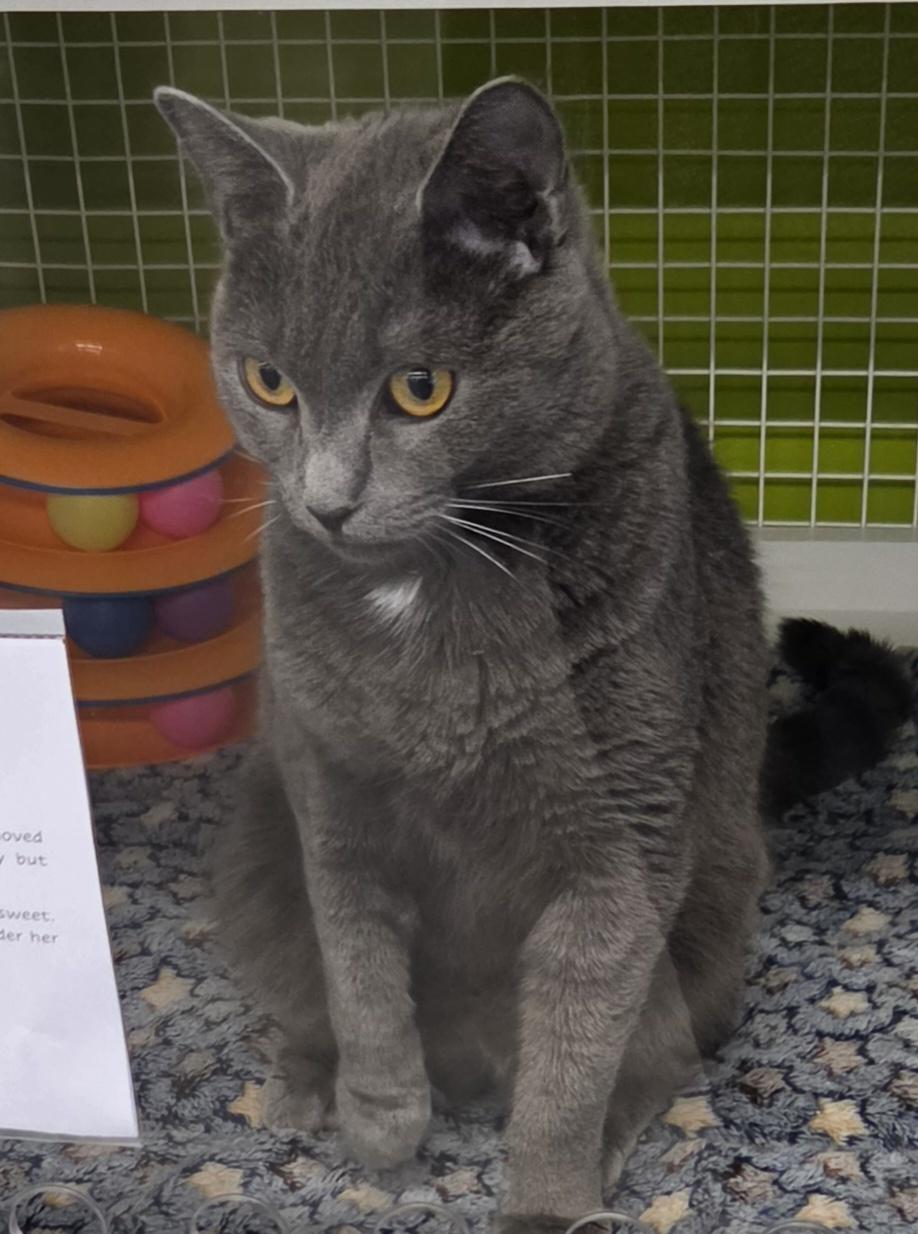 Luna, ADOPTABLE, Adult Female Domestic Short Hair.
