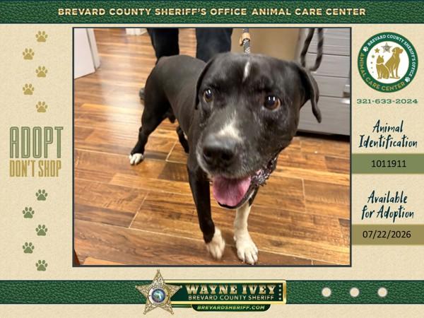Banjo, Adoptable, Adult Male Mixed Breed.
