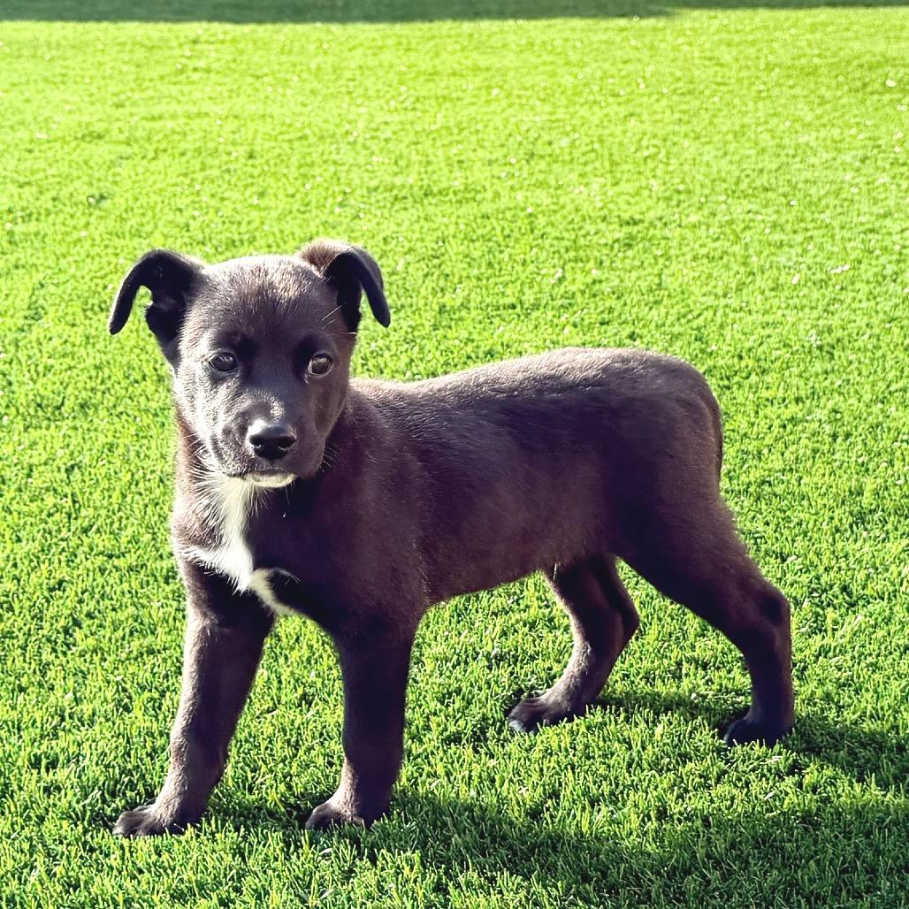 Enlarge Zion, a Adoptable Black Labrador Retriever in La Grange, KY image 2/4