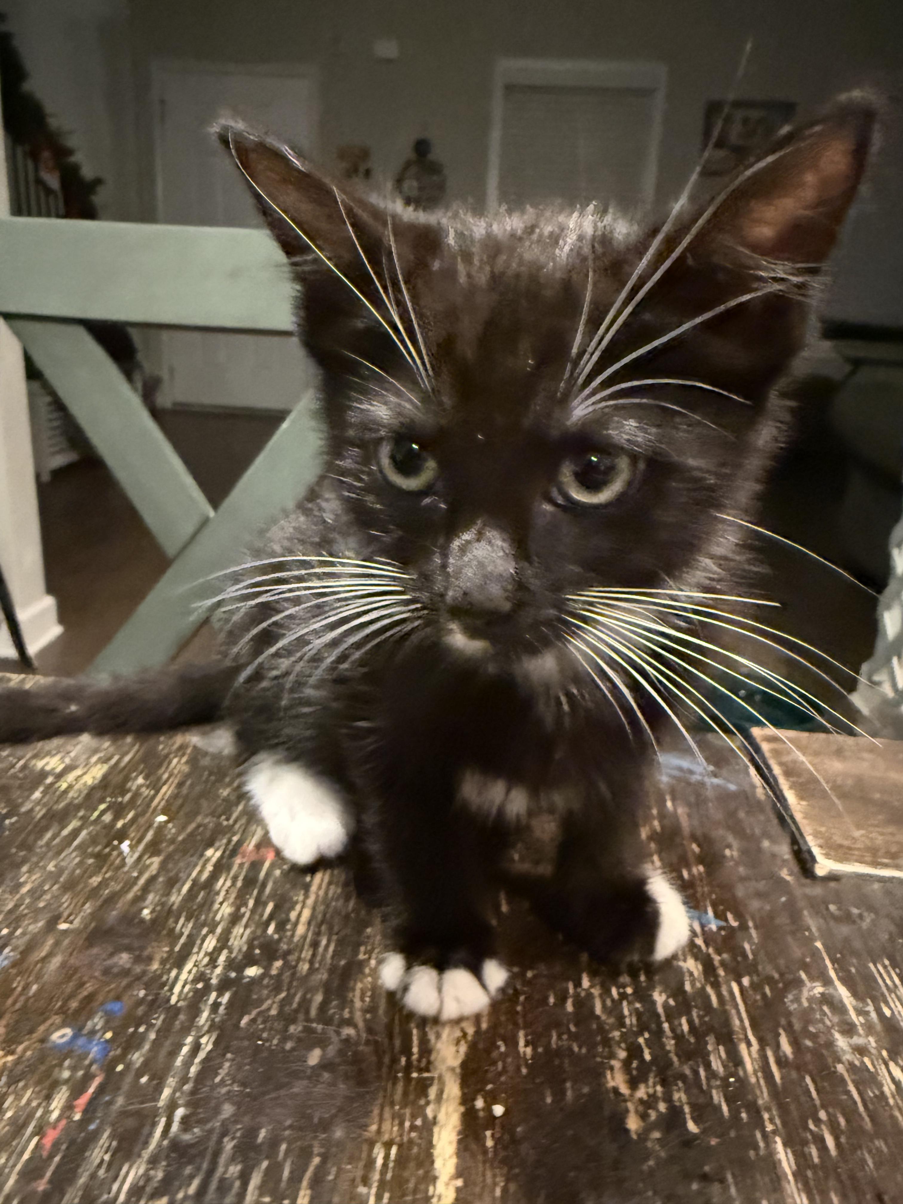 Casey , Adoptable, Young Male Domestic Short Hair.
