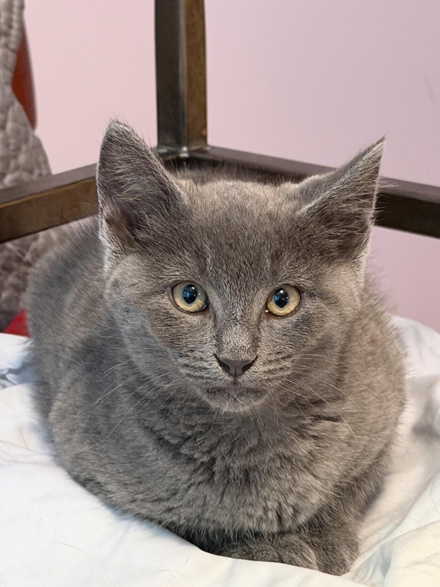 Winston, a Adopted mixed breed in Ellicott City, MD image 1/3