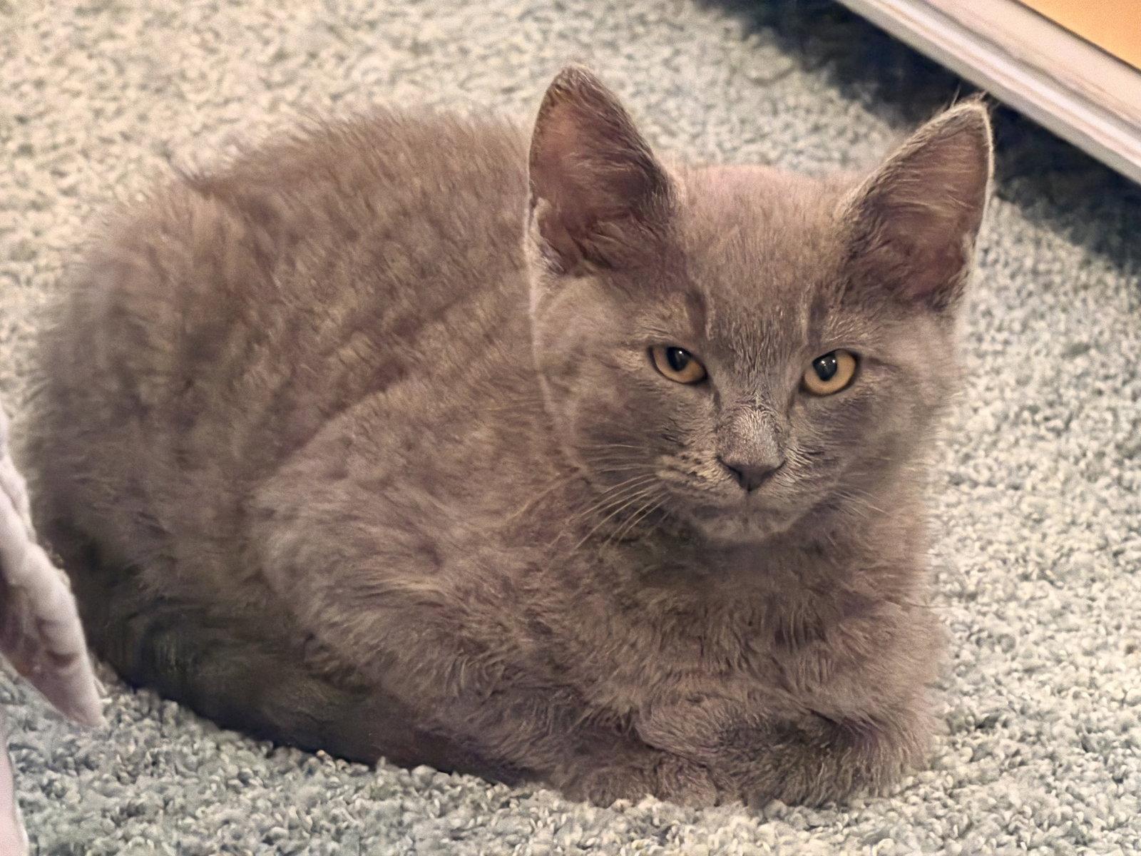 Winston, a Adopted mixed breed in Ellicott City, MD image 2/3