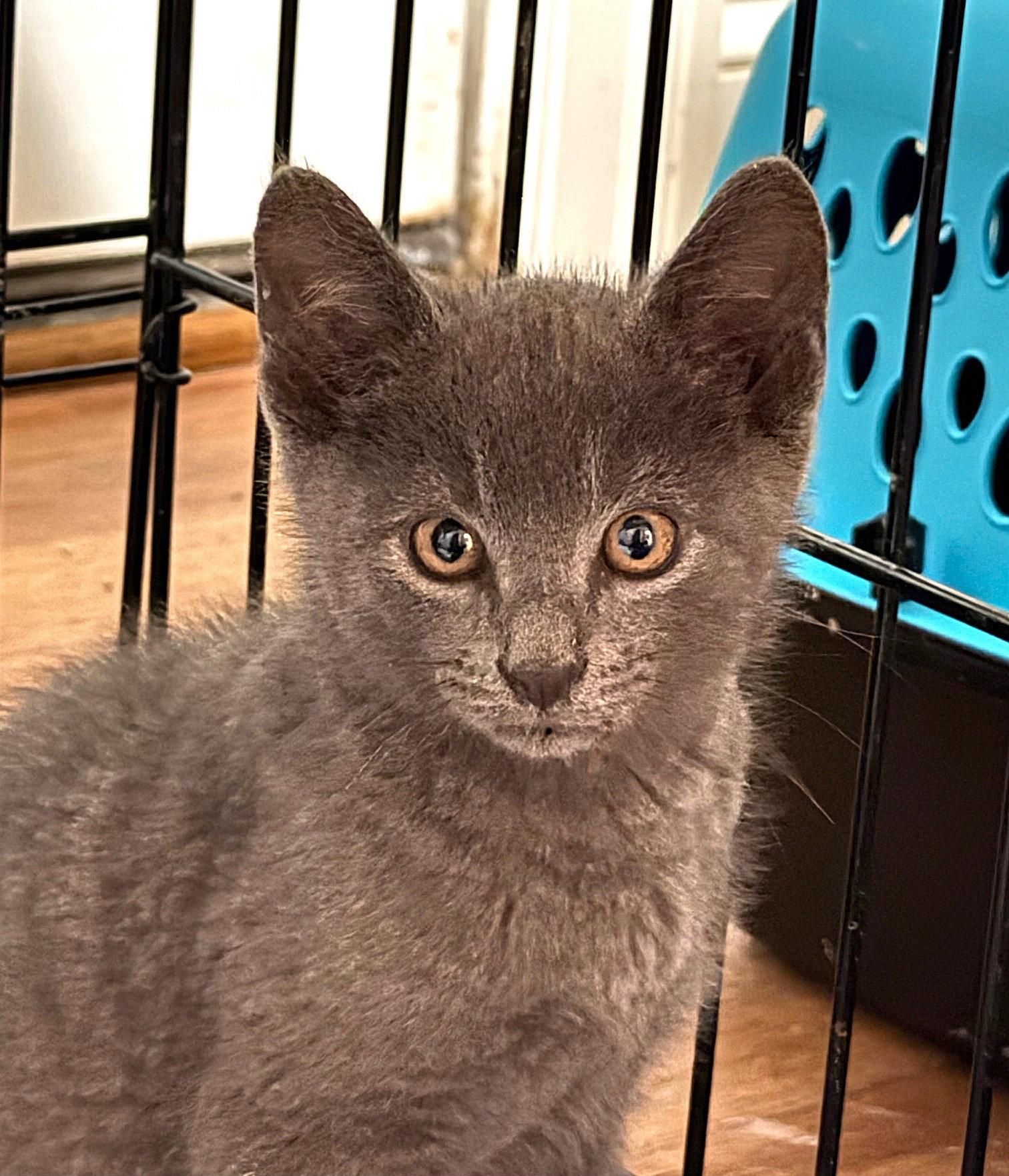 Winston, a Adopted mixed breed in Ellicott City, MD image 3/3