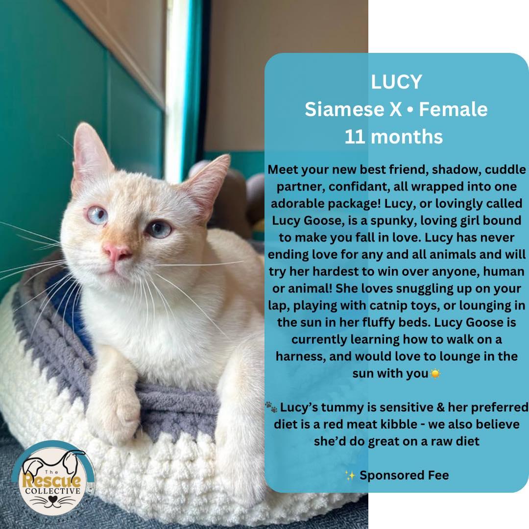 Lucy, an adoptable Siamese in Clive, AB, T0C 0Y0 | Photo Image 1