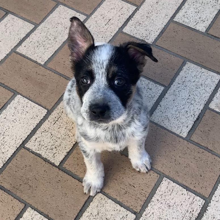 Alvie, Adoptable, Puppy Male Pointer & Australian Cattle Dog / Blue Heeler.