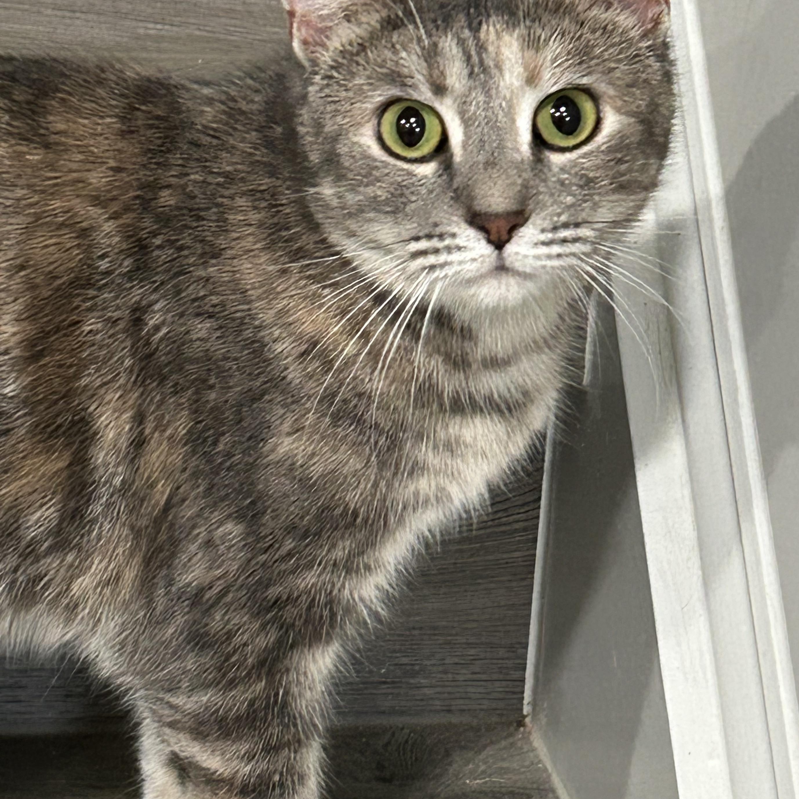 Chito and Manu, a ADOPTABLE Domestic Short Hair in Belmont, NC image 4/6