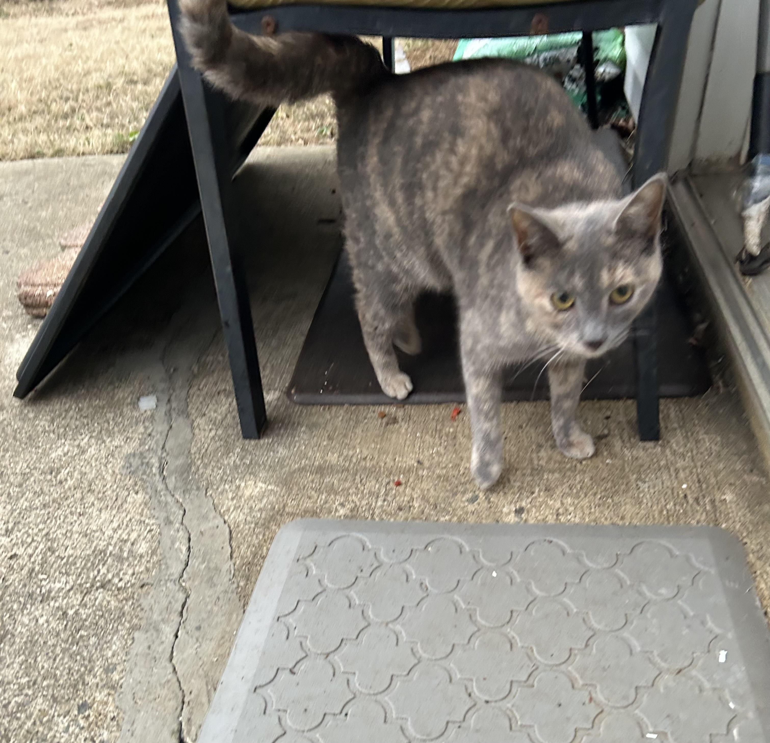 Chito and Manu, a ADOPTABLE Domestic Short Hair in Belmont, NC image 5/6
