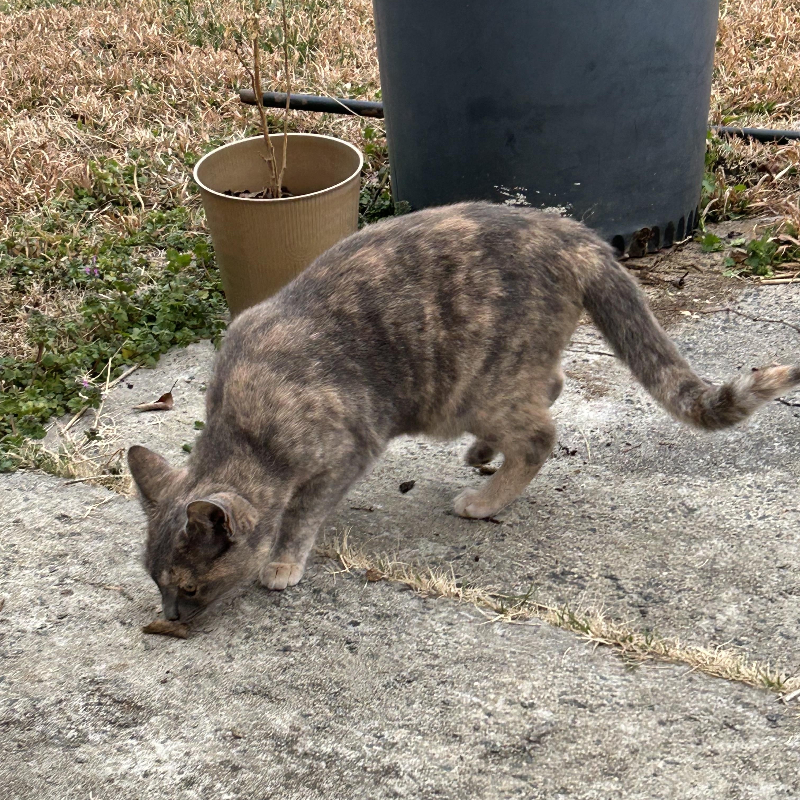 Chito and Manu, a ADOPTABLE Domestic Short Hair in Belmont, NC image 2/6