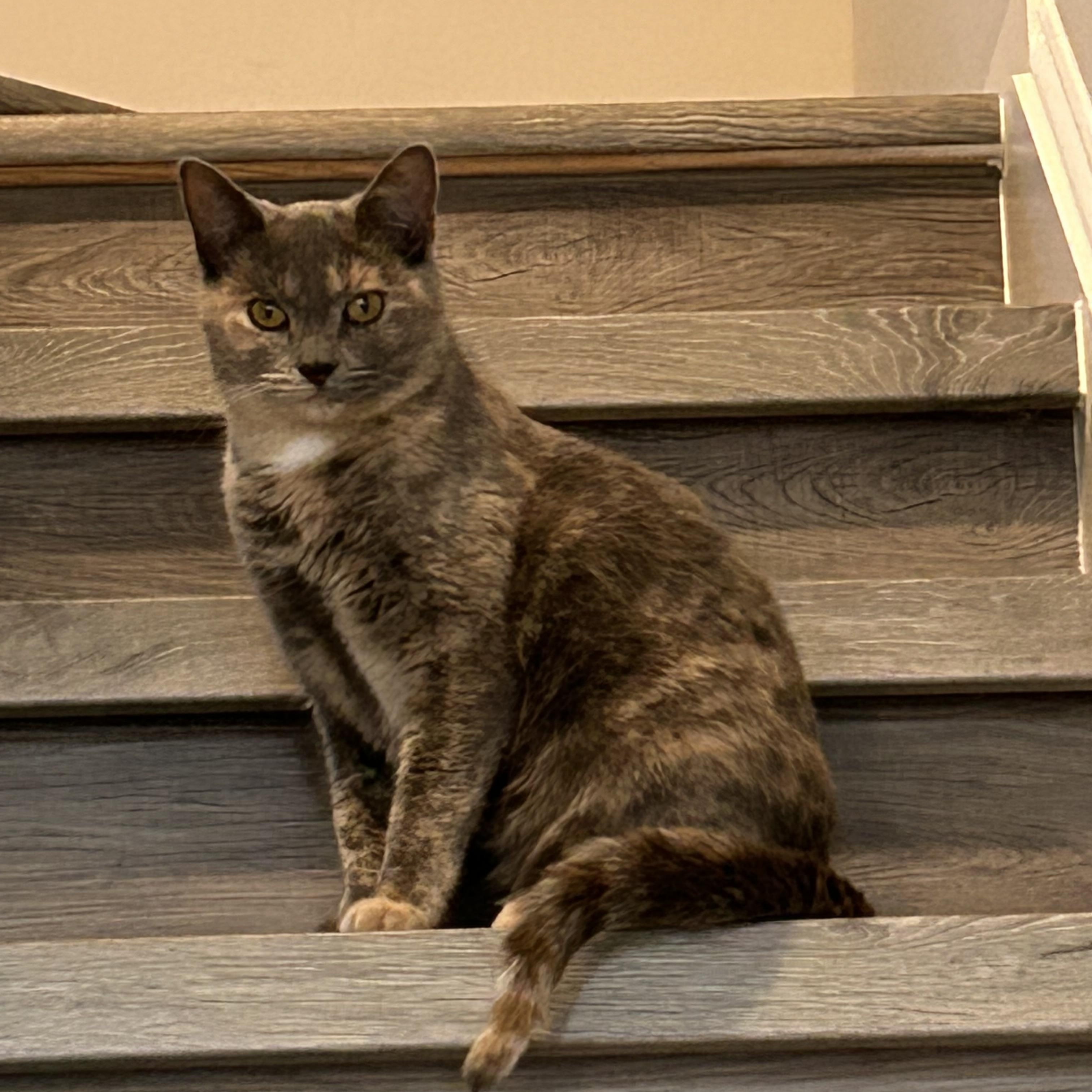 Chito and Manu, ADOPTABLE, Young Female Domestic Short Hair.