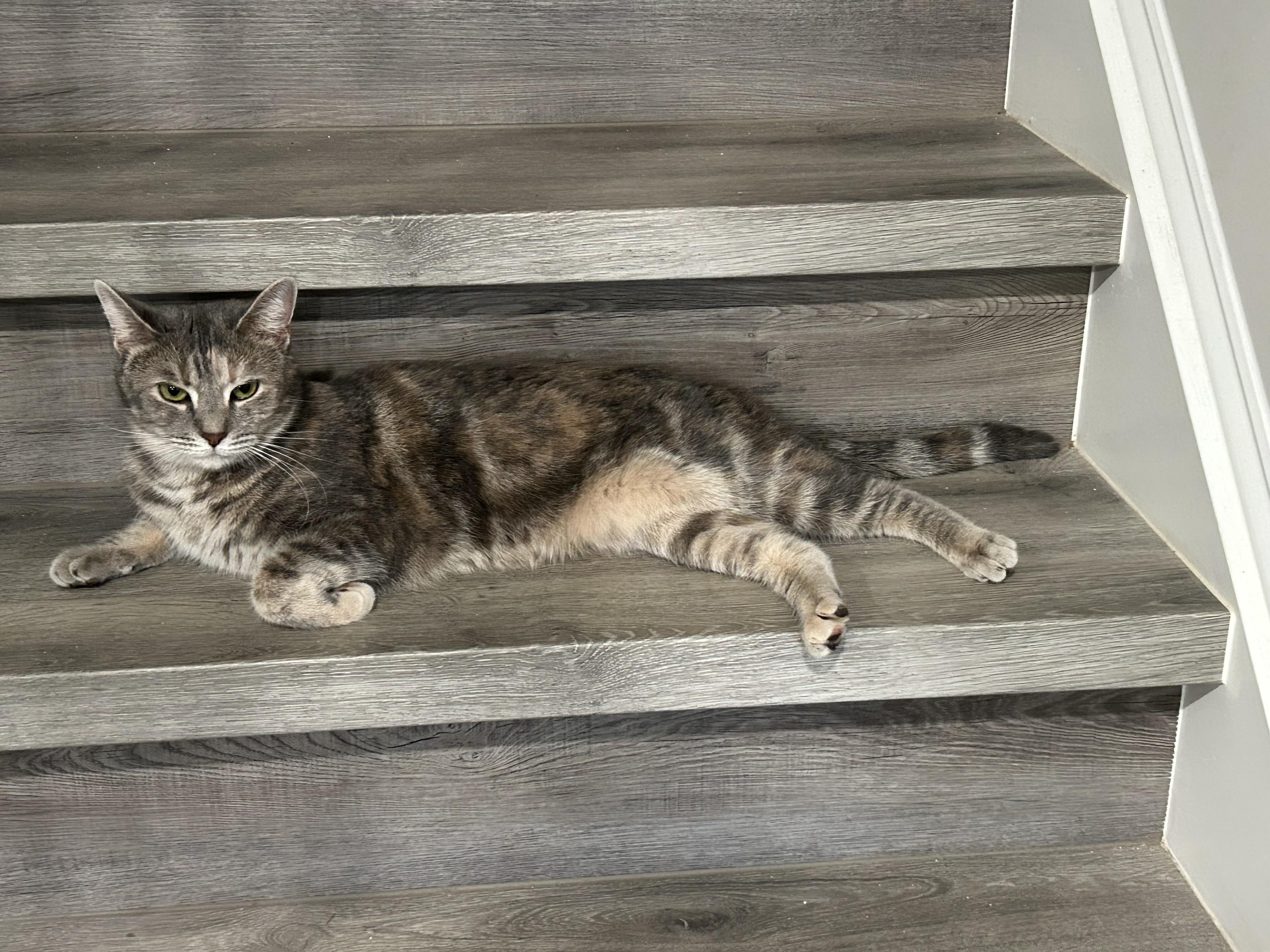 Chito and Manu, a ADOPTABLE Domestic Short Hair in Belmont, NC image 6/6