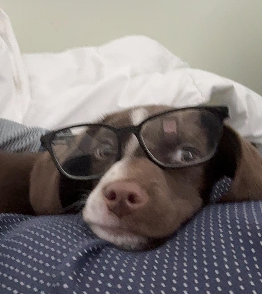 Coconut (25-172 D), Adoptable, Puppy Male Mixed Breed.