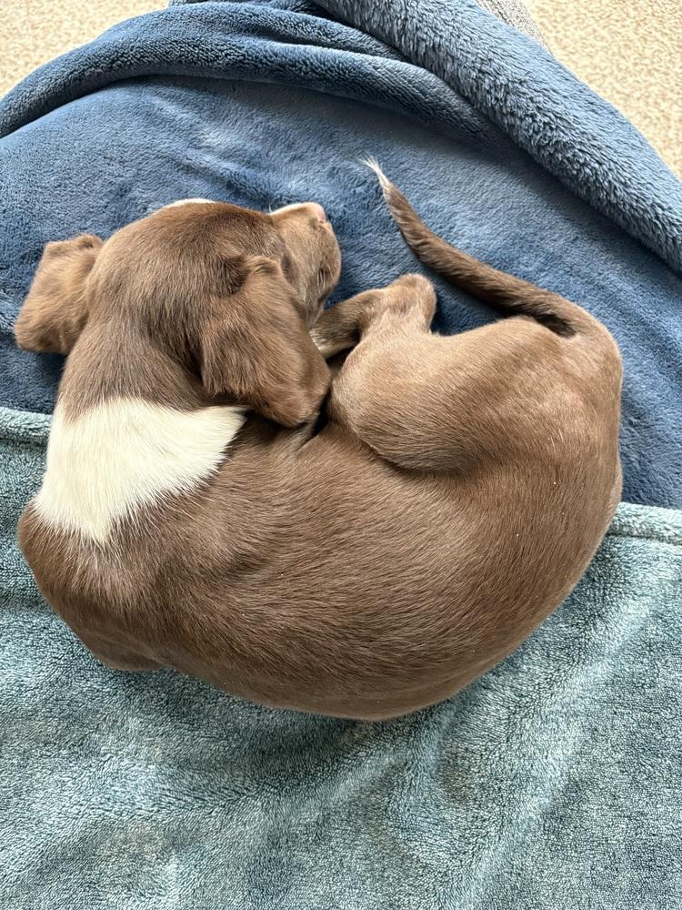 Coconut (25-172 D), a Adoptable mixed breed in Lansing, MI image 2/6