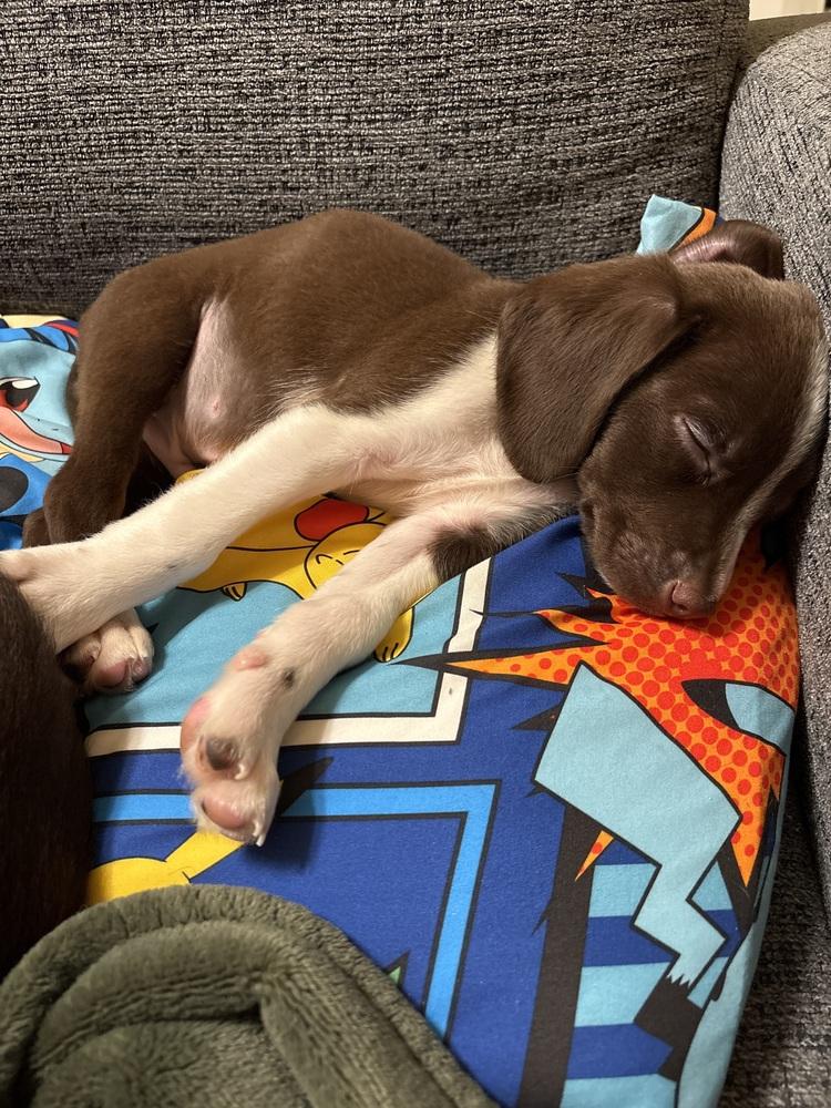 Coconut (25-172 D), a Adoptable mixed breed in Lansing, MI image 3/6