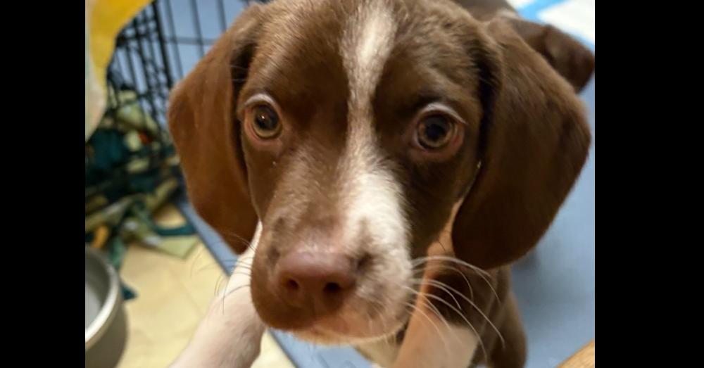 Coconut (25-172 D), a Adoptable mixed breed in Lansing, MI image 4/6