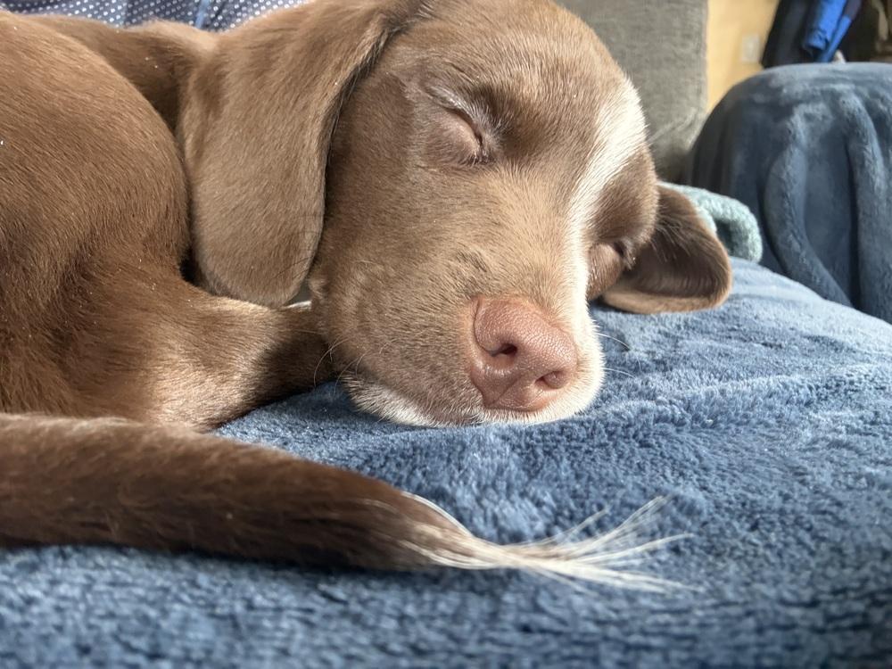 Coconut (25-172 D), a Adoptable mixed breed in Lansing, MI image 5/6