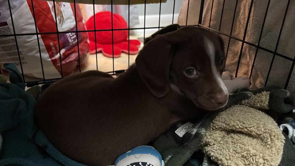 Coconut (25-172 D), a Adoptable mixed breed in Lansing, MI image 6/6