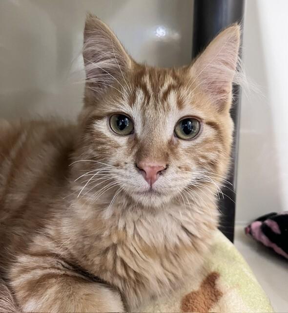 Little Bobby, Adoptable, Young Male Domestic Long Hair.
