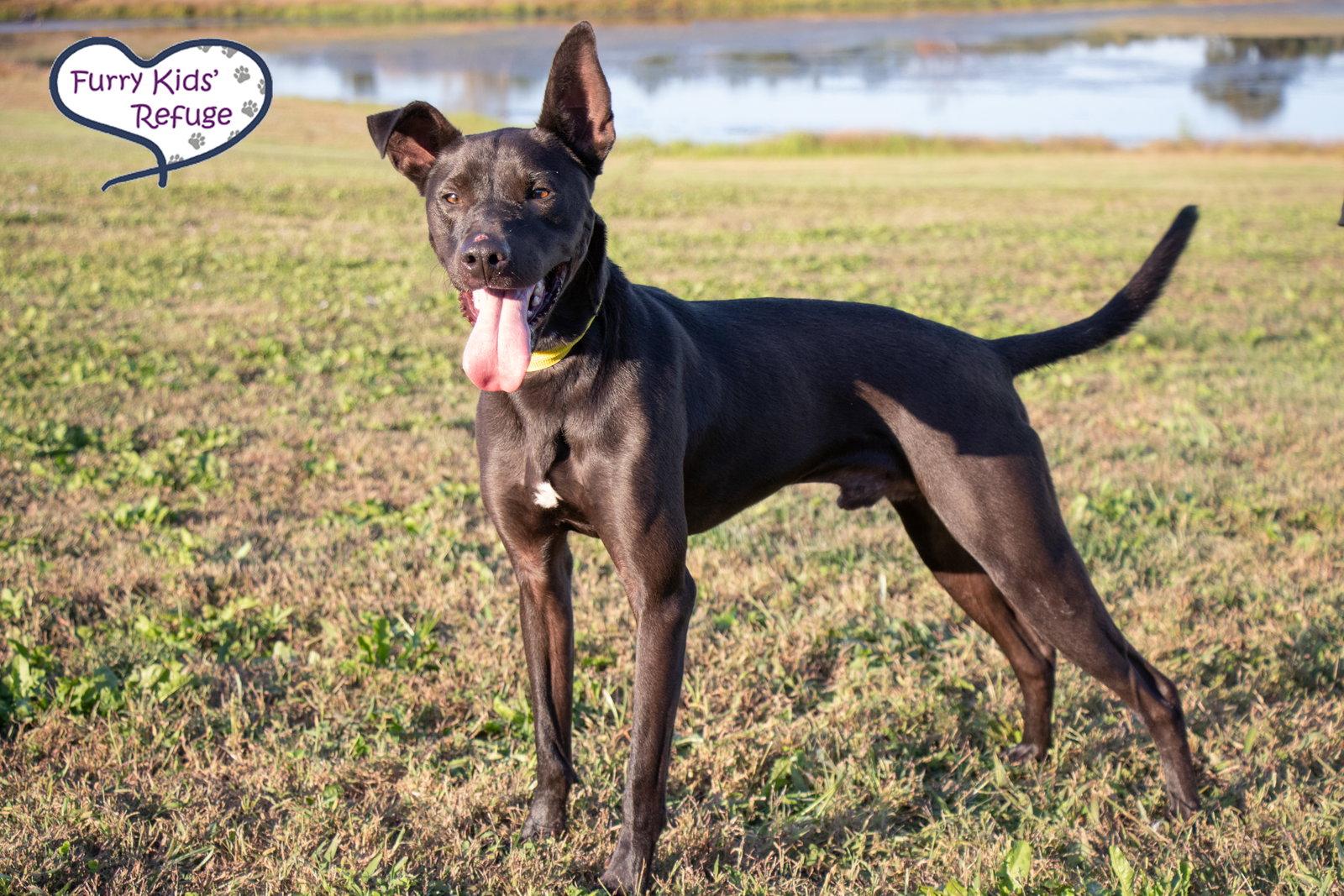 Doug "Or", Adoptable, Adult Male Retriever & Shepherd.