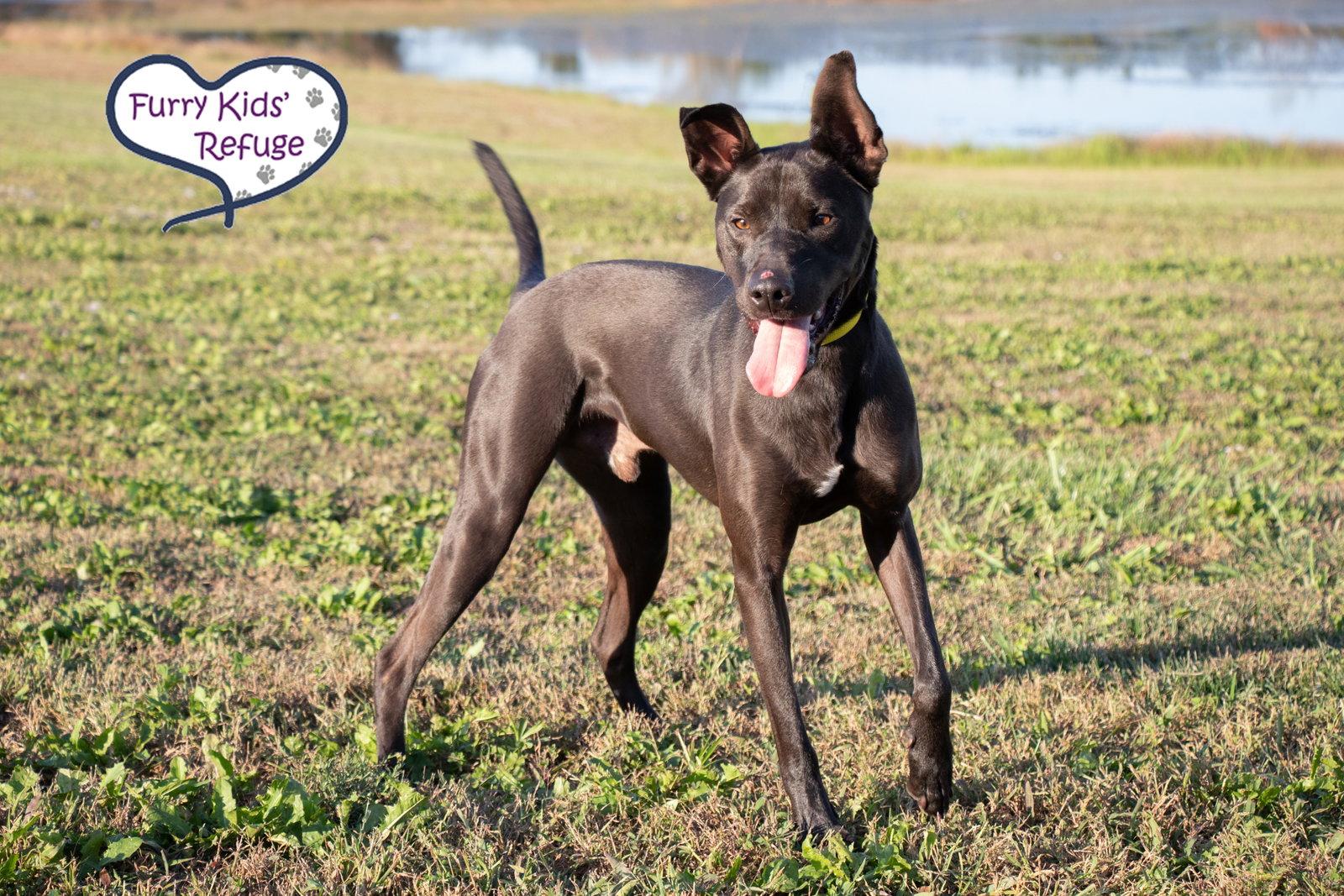 Enlarge Doug "Or", a Adoptable mixed breed in Lee's Summit, MO image 2/3