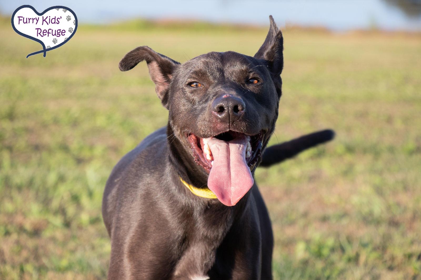 Enlarge Doug "Or", a Adoptable mixed breed in Lee's Summit, MO image 3/3