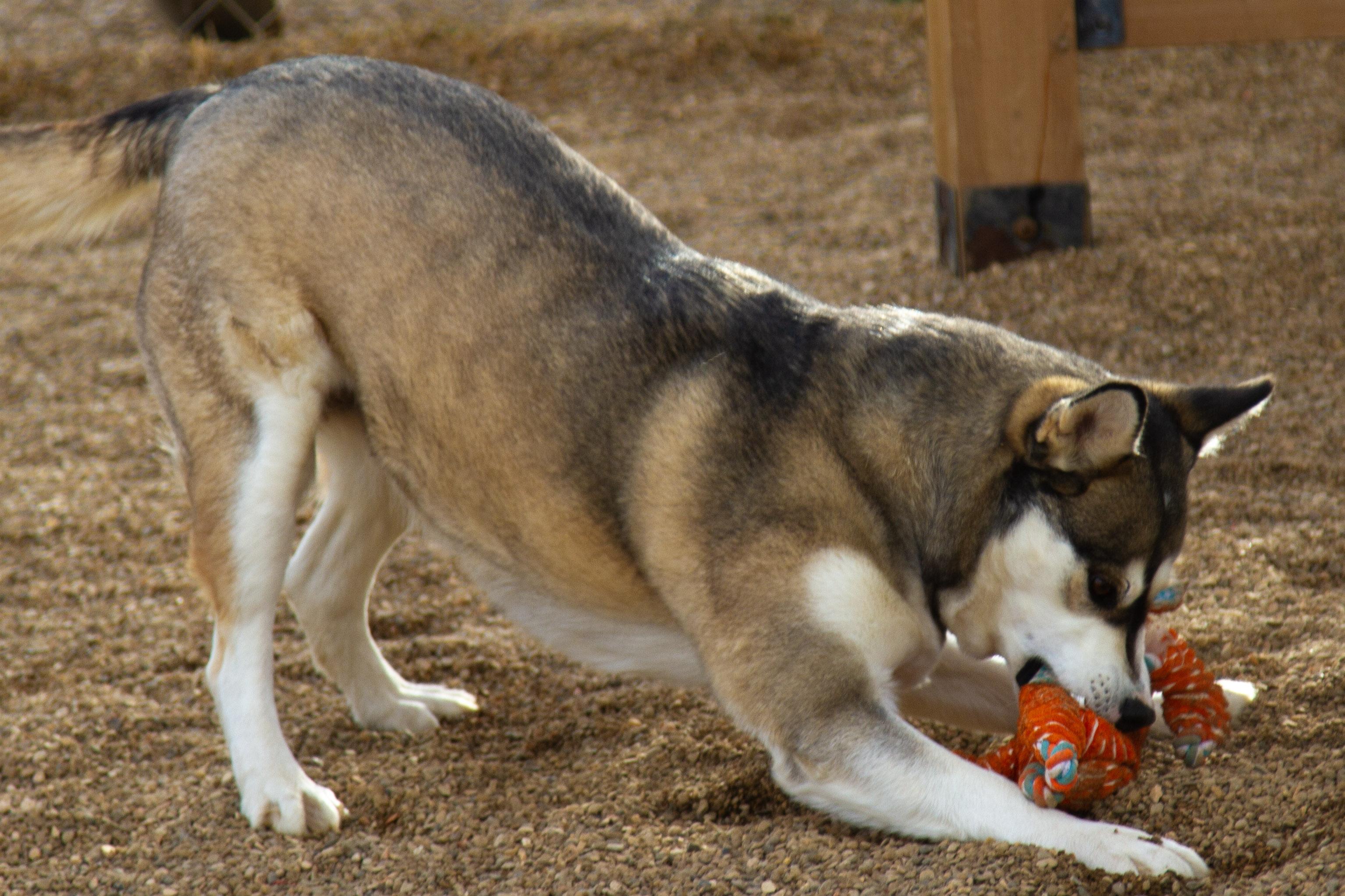 Enlarge Lorraine, a ADOPTABLE mixed breed in Rapid City, SD image 3/6
