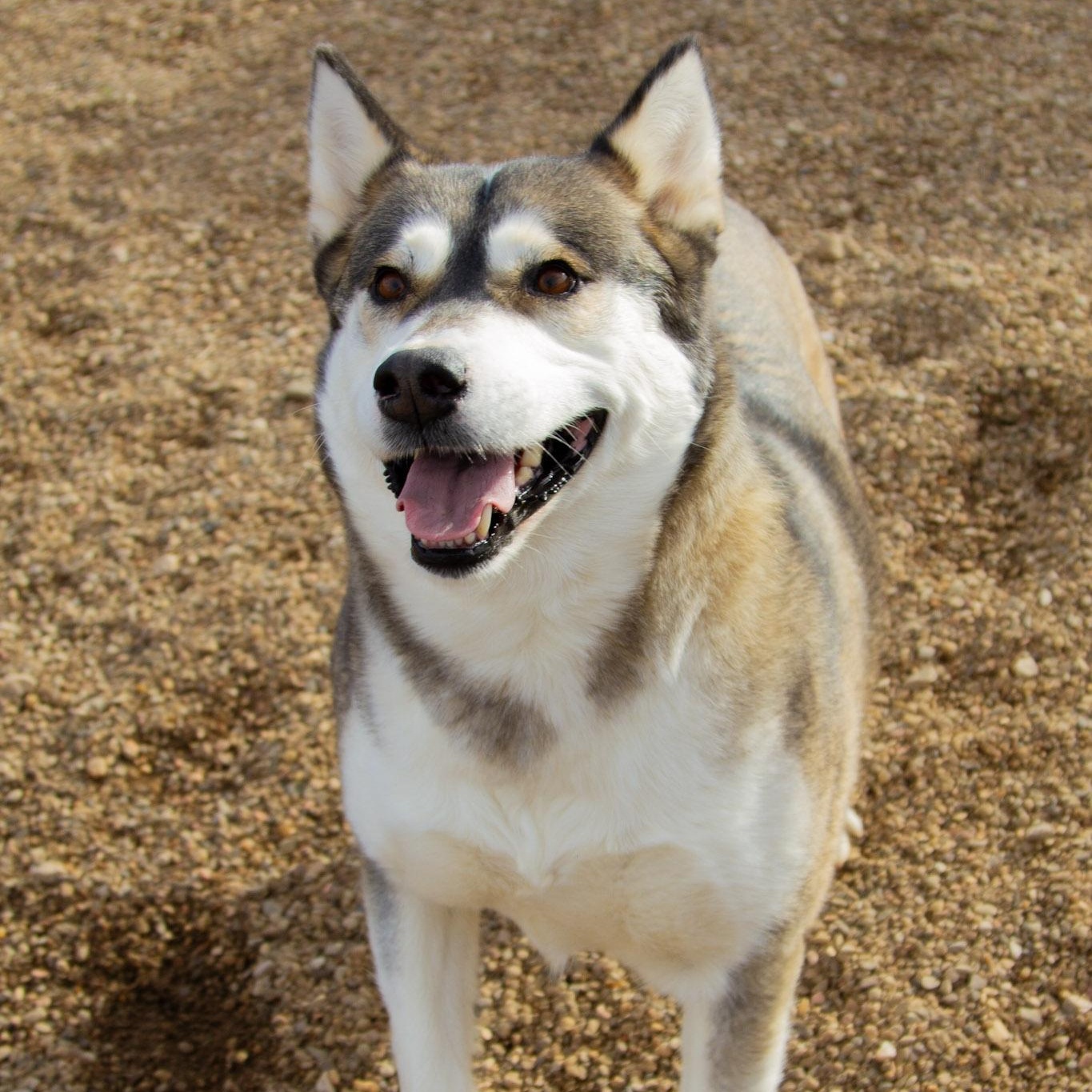 Enlarge Lorraine, a ADOPTABLE mixed breed in Rapid City, SD image 1/6