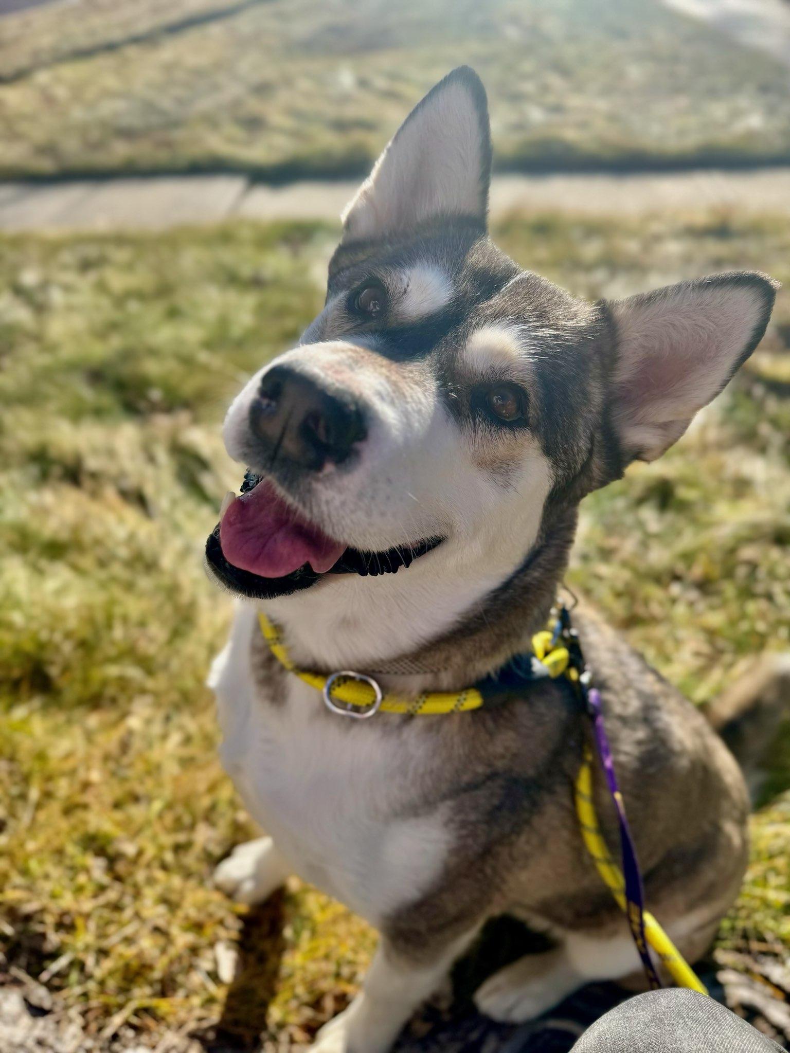 Enlarge Lorraine, a ADOPTABLE mixed breed in Rapid City, SD image 2/6