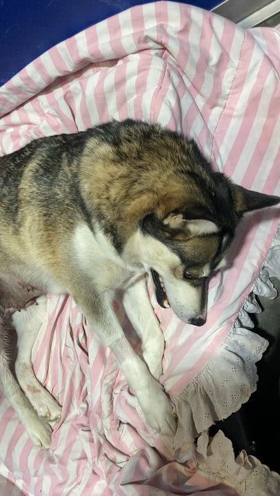 Enlarge Lorraine, a ADOPTABLE mixed breed in Rapid City, SD video 6/6