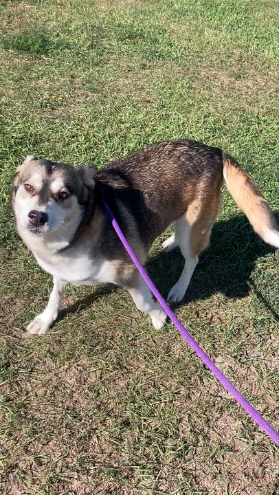 Enlarge Lorraine, a ADOPTABLE mixed breed in Rapid City, SD video 5/6