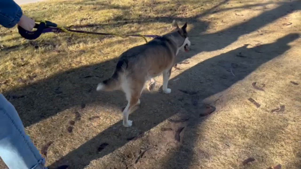 Enlarge Lorraine, a ADOPTABLE mixed breed in Rapid City, SD video 4/6