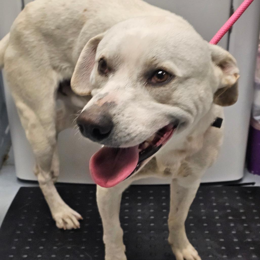 Robbie, Adoptable, Adult Male Mixed Breed.