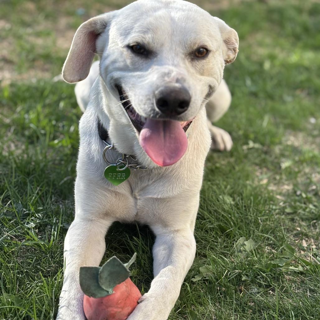 Enlarge Robbie, a Adoptable Mixed Breed in Bismarck, ND image 2/6