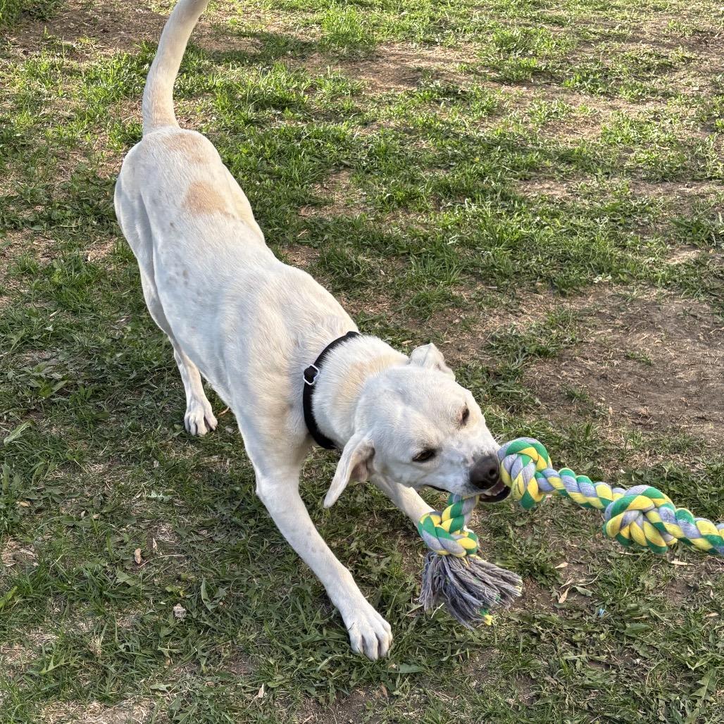 Enlarge Robbie, a Adoptable Mixed Breed in Bismarck, ND image 3/6
