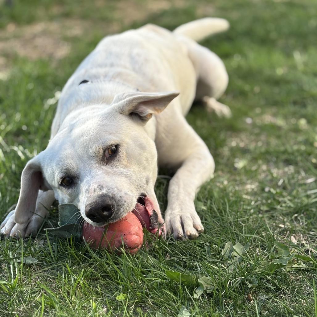 Enlarge Robbie, a Adoptable Mixed Breed in Bismarck, ND image 4/6